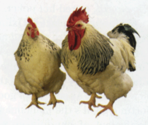 chickenSussex
